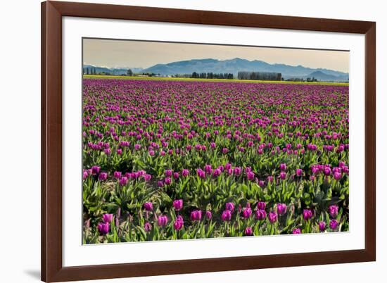 Tulips, Skagit Valley Tulip Festival, Washington State-Adam Jones-Framed Photographic Print