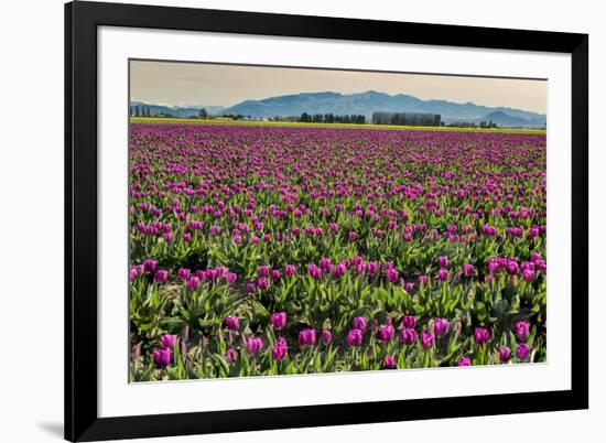 Tulips, Skagit Valley Tulip Festival, Washington State-Adam Jones-Framed Photographic Print