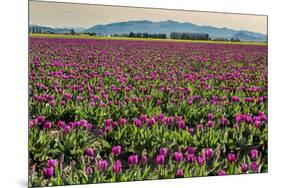 Tulips, Skagit Valley Tulip Festival, Washington State-Adam Jones-Mounted Photographic Print