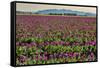 Tulips, Skagit Valley Tulip Festival, Washington State-Adam Jones-Framed Stretched Canvas
