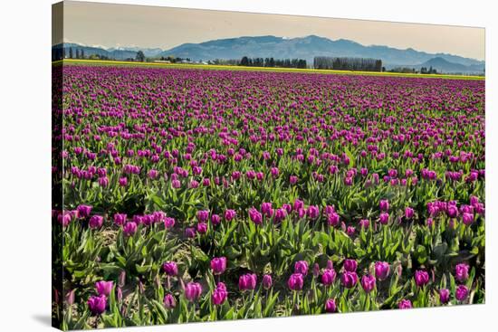 Tulips, Skagit Valley Tulip Festival, Washington State-Adam Jones-Stretched Canvas