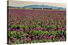 Tulips, Skagit Valley Tulip Festival, Washington State-Adam Jones-Stretched Canvas