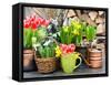 Tulips, Snowdrops and Narcissus Blooms-LiliGraphie-Framed Stretched Canvas