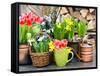 Tulips, Snowdrops and Narcissus Blooms-LiliGraphie-Framed Stretched Canvas