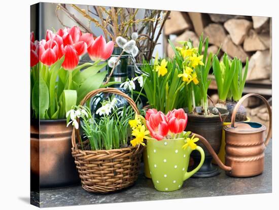 Tulips, Snowdrops and Narcissus Blooms-LiliGraphie-Stretched Canvas