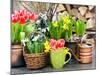 Tulips, Snowdrops and Narcissus Blooms-LiliGraphie-Mounted Photographic Print
