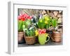 Tulips, Snowdrops and Narcissus Blooms-LiliGraphie-Framed Photographic Print