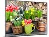 Tulips, Snowdrops and Narcissus Blooms-LiliGraphie-Mounted Photographic Print