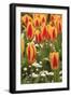 Tulips, Spring, British Columbia, Canada-Stuart Westmorland-Framed Photographic Print