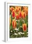 Tulips, Spring, British Columbia, Canada-Stuart Westmorland-Framed Photographic Print