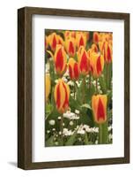 Tulips, Spring, British Columbia, Canada-Stuart Westmorland-Framed Photographic Print