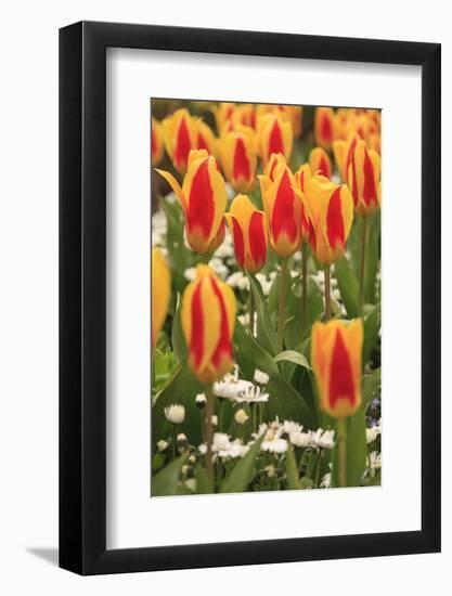 Tulips, Spring, British Columbia, Canada-Stuart Westmorland-Framed Photographic Print
