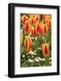 Tulips, Spring, British Columbia, Canada-Stuart Westmorland-Framed Photographic Print