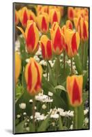 Tulips, Spring, British Columbia, Canada-Stuart Westmorland-Mounted Photographic Print