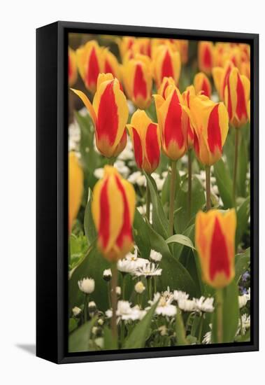 Tulips, Spring, British Columbia, Canada-Stuart Westmorland-Framed Stretched Canvas