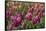 Tulips, Tulip Festival, Woodburn, Oregon, Usa-Michel Hersen-Framed Stretched Canvas
