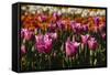 Tulips, Tulip Festival, Woodburn, Oregon, Usa-Michel Hersen-Framed Stretched Canvas