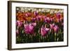 Tulips, Tulip Festival, Woodburn, Oregon, Usa-Michel Hersen-Framed Photographic Print