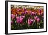 Tulips, Tulip Festival, Woodburn, Oregon, Usa-Michel Hersen-Framed Photographic Print