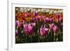 Tulips, Tulip Festival, Woodburn, Oregon, Usa-Michel Hersen-Framed Photographic Print