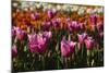 Tulips, Tulip Festival, Woodburn, Oregon, Usa-Michel Hersen-Mounted Photographic Print