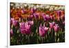 Tulips, Tulip Festival, Woodburn, Oregon, Usa-Michel Hersen-Framed Photographic Print