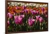 Tulips, Tulip Festival, Woodburn, Oregon, Usa-Michel Hersen-Framed Photographic Print