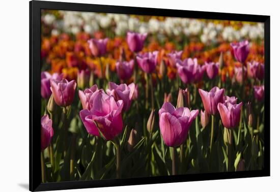 Tulips, Tulip Festival, Woodburn, Oregon, Usa-Michel Hersen-Framed Photographic Print