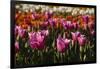 Tulips, Tulip Festival, Woodburn, Oregon, Usa-Michel Hersen-Framed Photographic Print