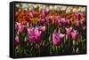 Tulips, Tulip Festival, Woodburn, Oregon, Usa-Michel Hersen-Framed Stretched Canvas