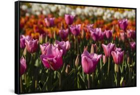 Tulips, Tulip Festival, Woodburn, Oregon, Usa-Michel Hersen-Framed Stretched Canvas