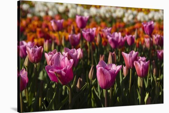 Tulips, Tulip Festival, Woodburn, Oregon, Usa-Michel Hersen-Stretched Canvas