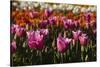 Tulips, Tulip Festival, Woodburn, Oregon, Usa-Michel Hersen-Stretched Canvas