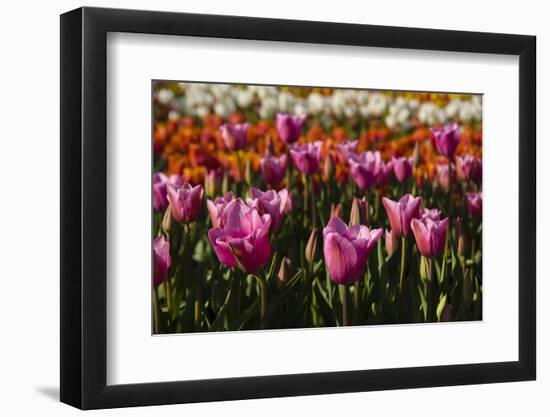 Tulips, Tulip Festival, Woodburn, Oregon, Usa-Michel Hersen-Framed Photographic Print