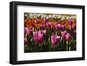 Tulips, Tulip Festival, Woodburn, Oregon, Usa-Michel Hersen-Framed Photographic Print