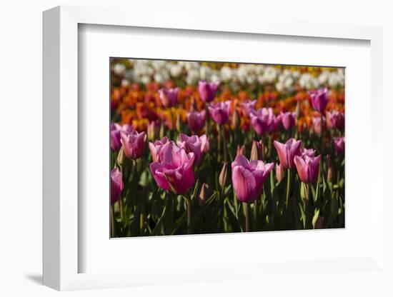 Tulips, Tulip Festival, Woodburn, Oregon, Usa-Michel Hersen-Framed Photographic Print