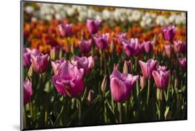 Tulips, Tulip Festival, Woodburn, Oregon, Usa-Michel Hersen-Mounted Photographic Print