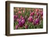 Tulips, Tulip Festival, Woodburn, Oregon, Usa-Michel Hersen-Framed Photographic Print