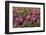 Tulips, Tulip Festival, Woodburn, Oregon, Usa-Michel Hersen-Framed Photographic Print