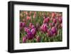 Tulips, Tulip Festival, Woodburn, Oregon, Usa-Michel Hersen-Framed Photographic Print