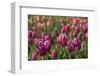 Tulips, Tulip Festival, Woodburn, Oregon, Usa-Michel Hersen-Framed Photographic Print