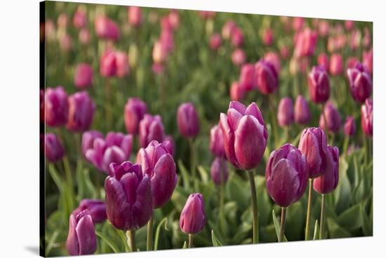 Tulips, Tulip Festival, Woodburn, Oregon, Usa-Michel Hersen-Stretched Canvas