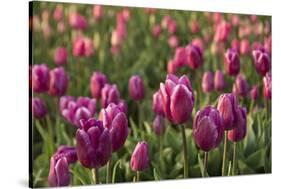 Tulips, Tulip Festival, Woodburn, Oregon, Usa-Michel Hersen-Stretched Canvas