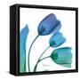 Tulips Turq Blue-Albert Koetsier-Framed Stretched Canvas
