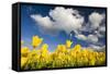 Tulips under Clear Sky-Craig Tuttle-Framed Stretched Canvas