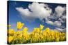 Tulips under Clear Sky-Craig Tuttle-Stretched Canvas