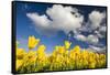 Tulips under Clear Sky-Craig Tuttle-Framed Stretched Canvas