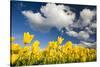 Tulips under Clear Sky-Craig Tuttle-Stretched Canvas