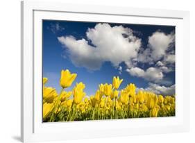 Tulips under Clear Sky-Craig Tuttle-Framed Photographic Print