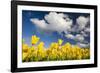 Tulips under Clear Sky-Craig Tuttle-Framed Photographic Print